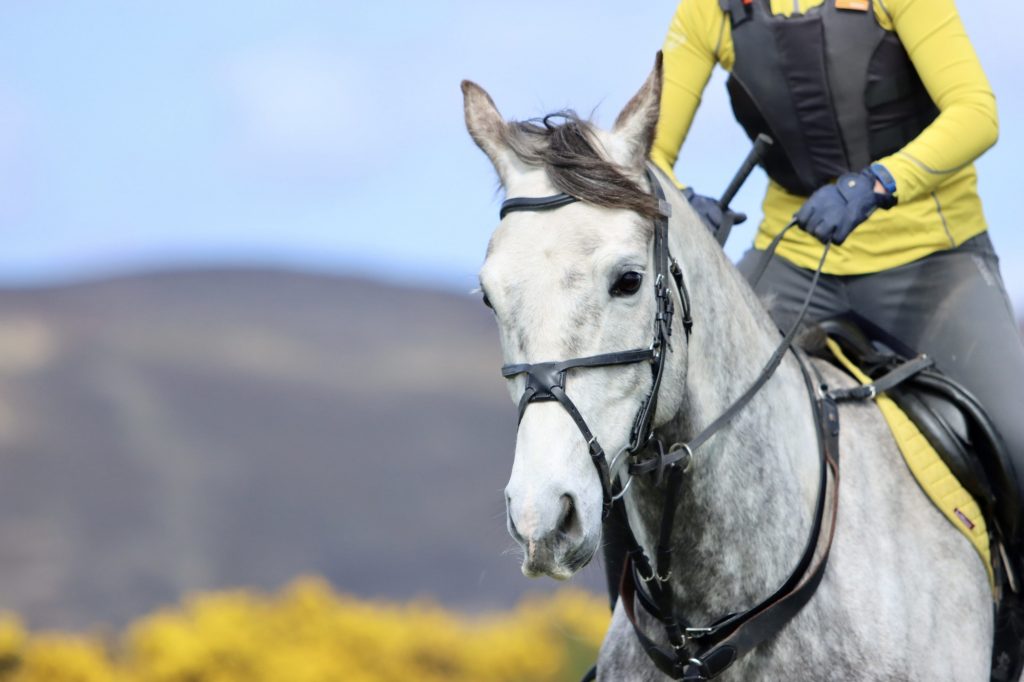 Grey Horse and Rider