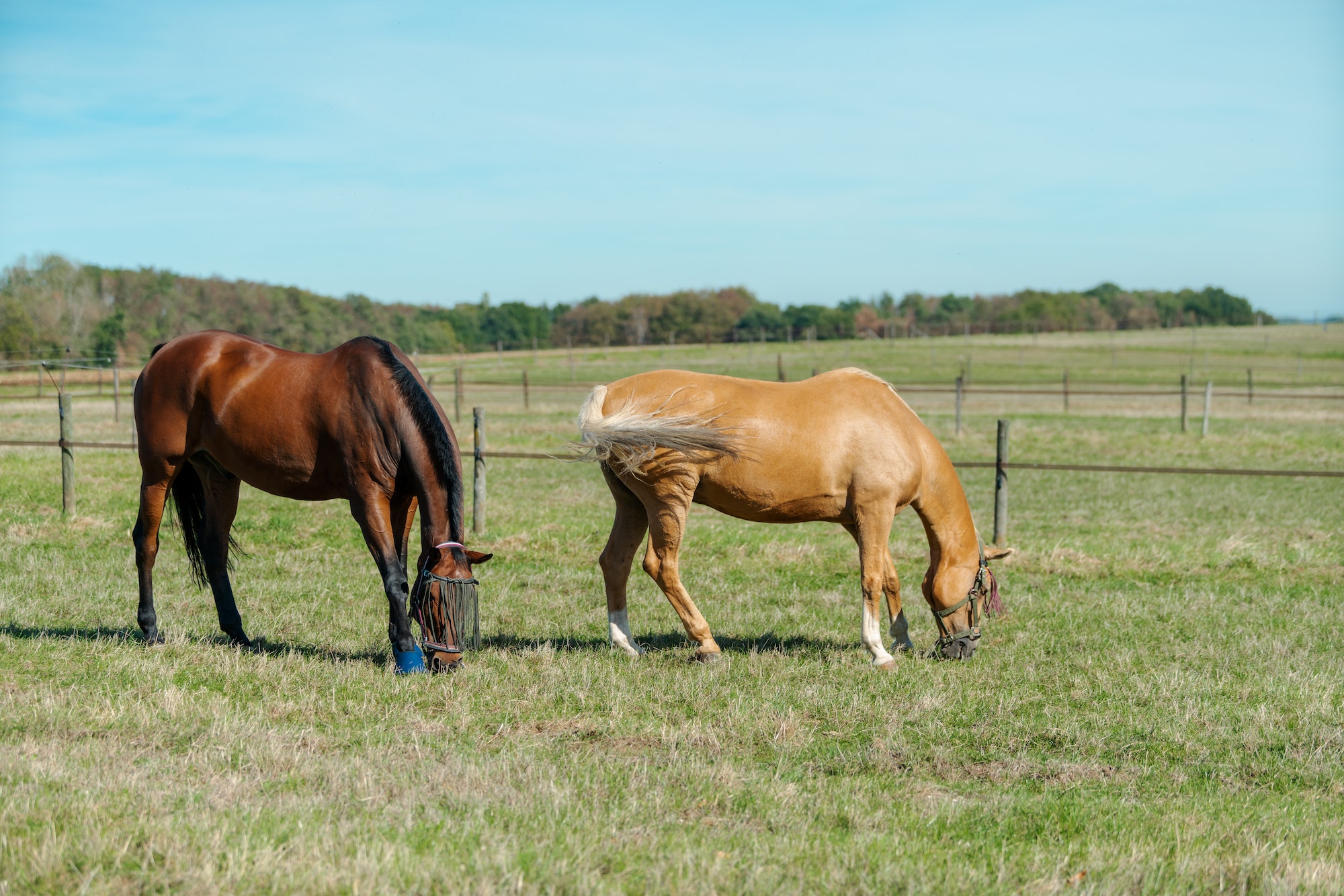 Creating a HorseFriendly Landscape Tips for Riders with Their Own