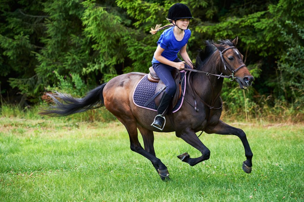 Different Types of Horse Riding & Care Equipment and Their Uses