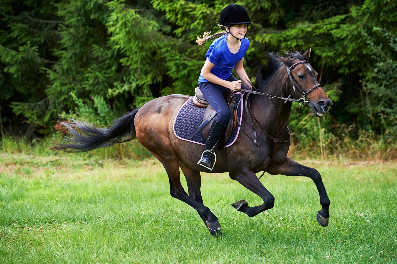 Different Types of Horse Riding & Care Equipment and Their Uses Best