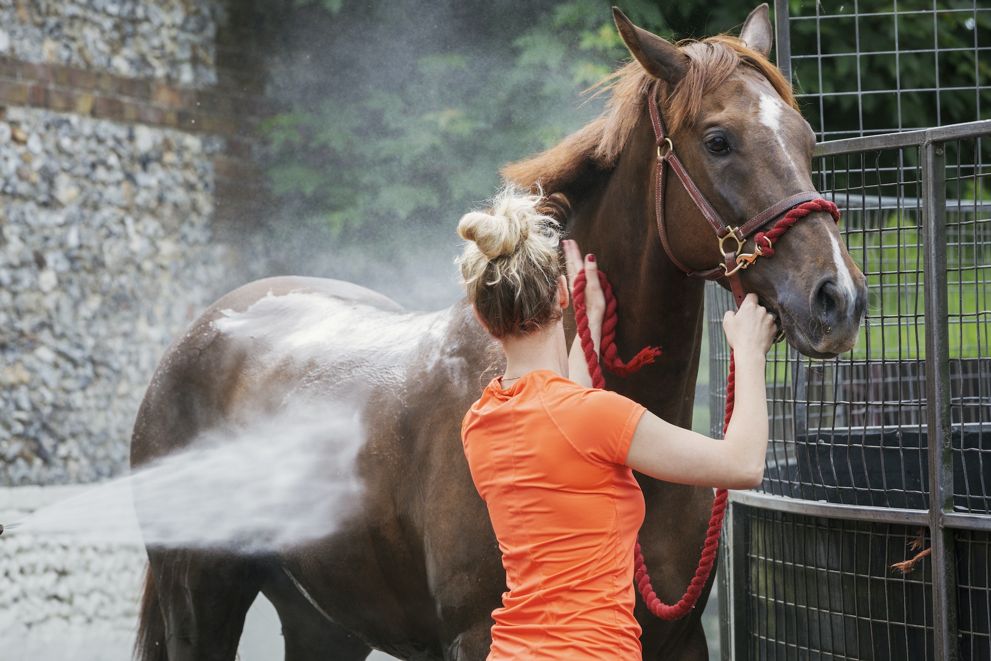 The Pros And Cons Of Owning A Horse: Is It Right For You?