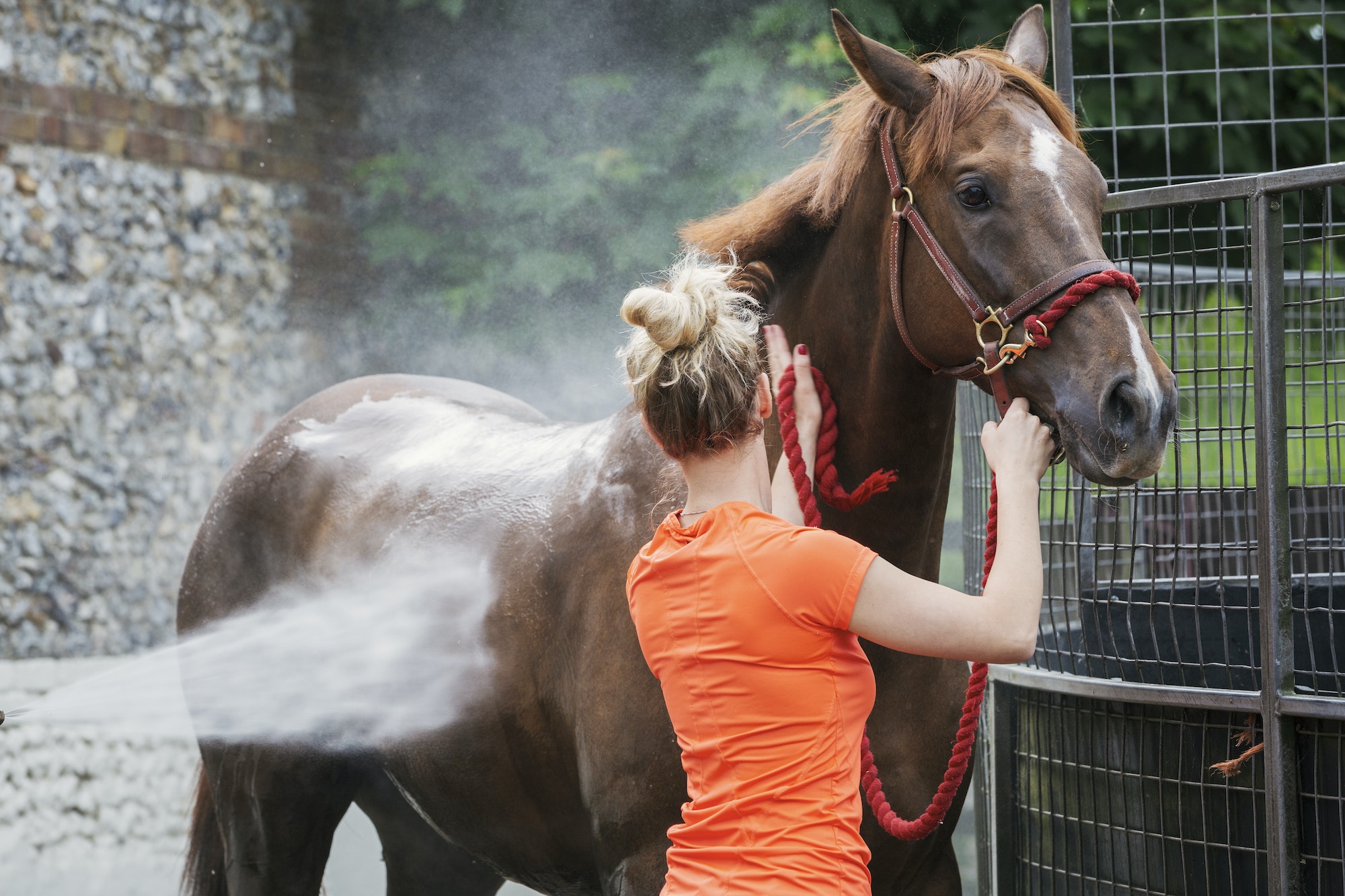 The Pros And Cons Of Owning A Horse: Is It Right For You? The Pros And Cons Of Owning A Horse: Is It Right For You?