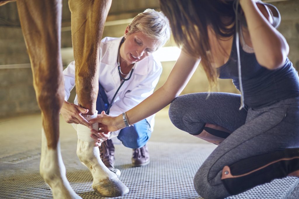 The Most Common Horse Riding Injuries and How to Avoid Them The Most Common Horse Riding Injuries and How to Avoid Them